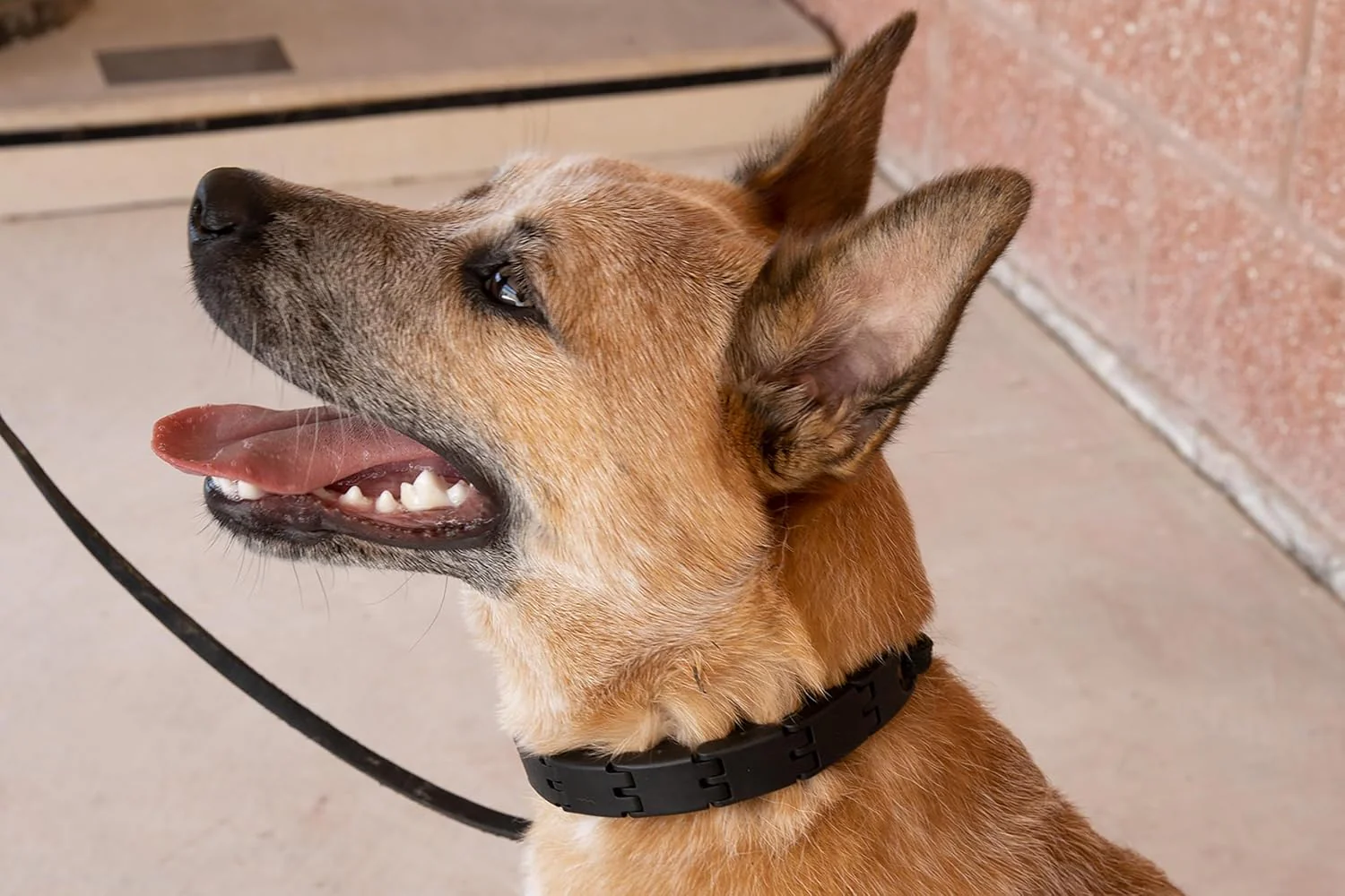 Starmark Pro-Training Dog Collar Add-A-Link Large - Image 3