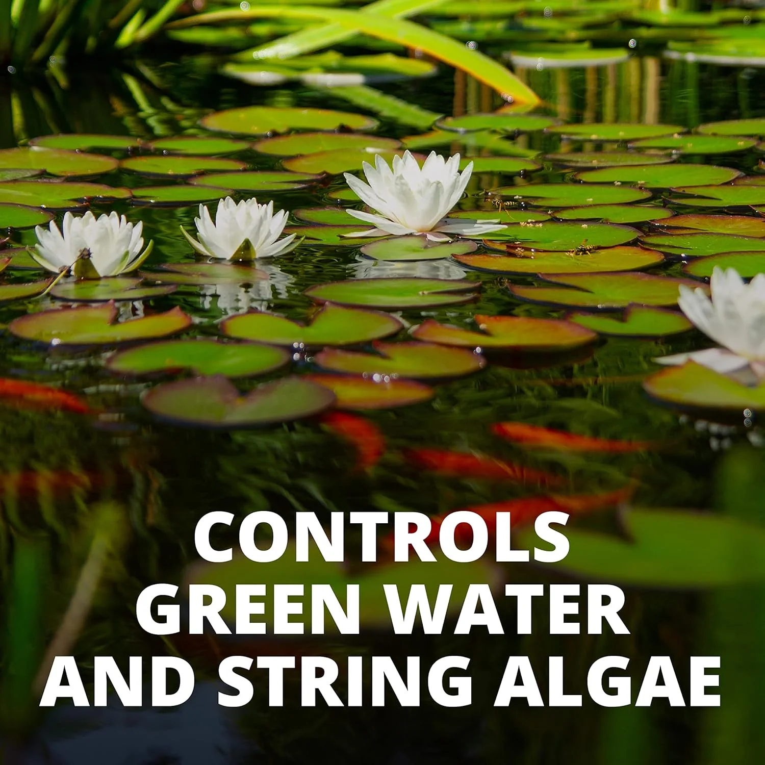 Tetra 77188 Algae Control - Image 5