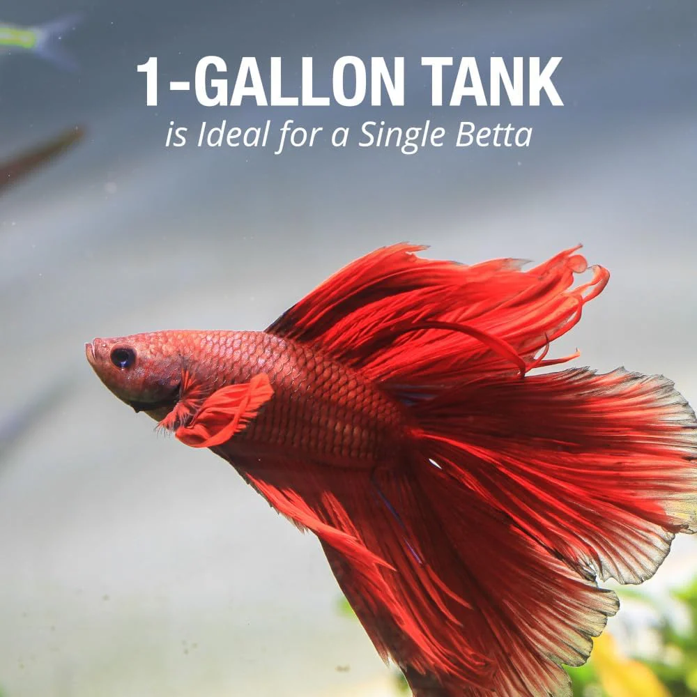 Tetra LED Betta Tank Kit 1 Gallon, Trapezoid aquarium With Base Lighting (24050) - Image 8