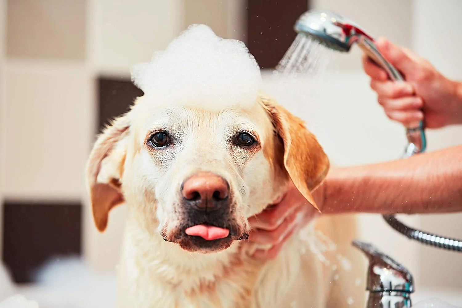 The Original Mane ‘n Tail® Pro-Tect Medicated Shampoo – 32 oz - Image 5