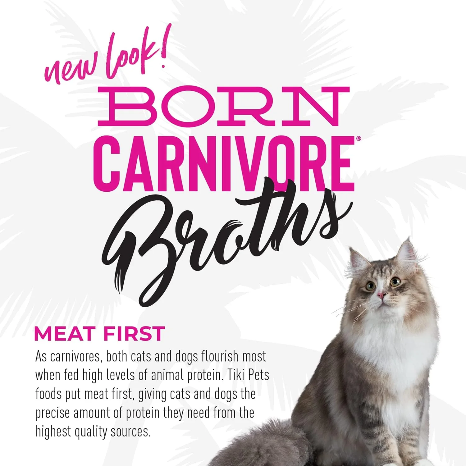 Tiki Cat Born Carnivore Broths, Salmon Recipe, Hydration and Flavor Supplement Cat Food Topper - Image 7