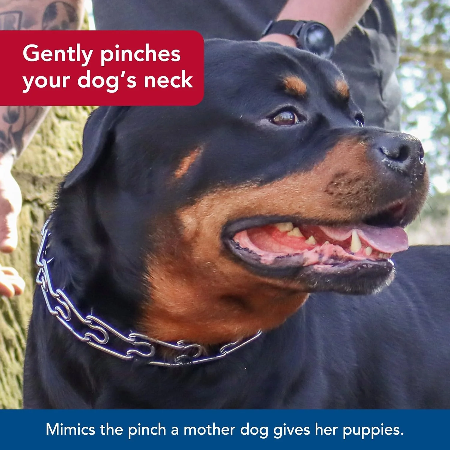 Titan - Coastal Pet Titan Dog Prong Training Collar - Rust-Resistant and Prong Metal Training Chain Collar for Dogs - Quality Supplies - Image 5