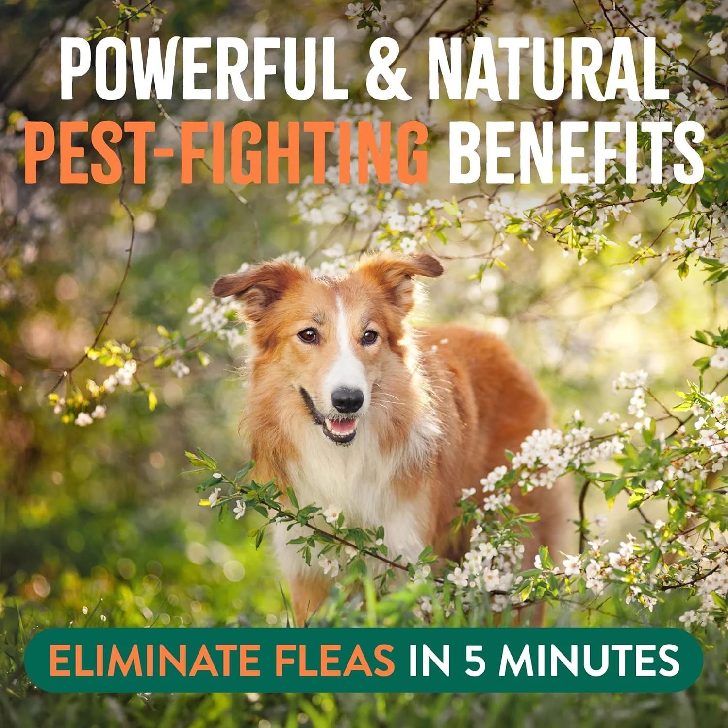 TropiClean Natural Maximum Strength Flea and Tick Spray for Dogs and Home - Image 5