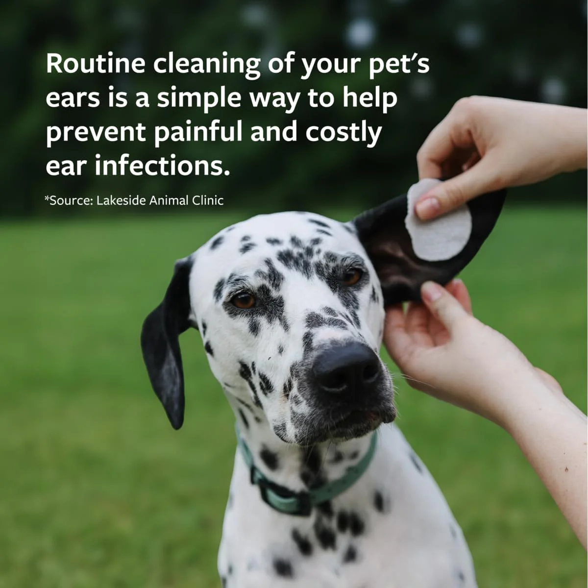 Veterinary Formula Clinical Care Ear Therapy Wipes – Cat and Dog Ear Cleaner – Help Relieve Itchy Ears Quickly & Effectively Remove Dirt, Debris, and Foul Odor - Image 2