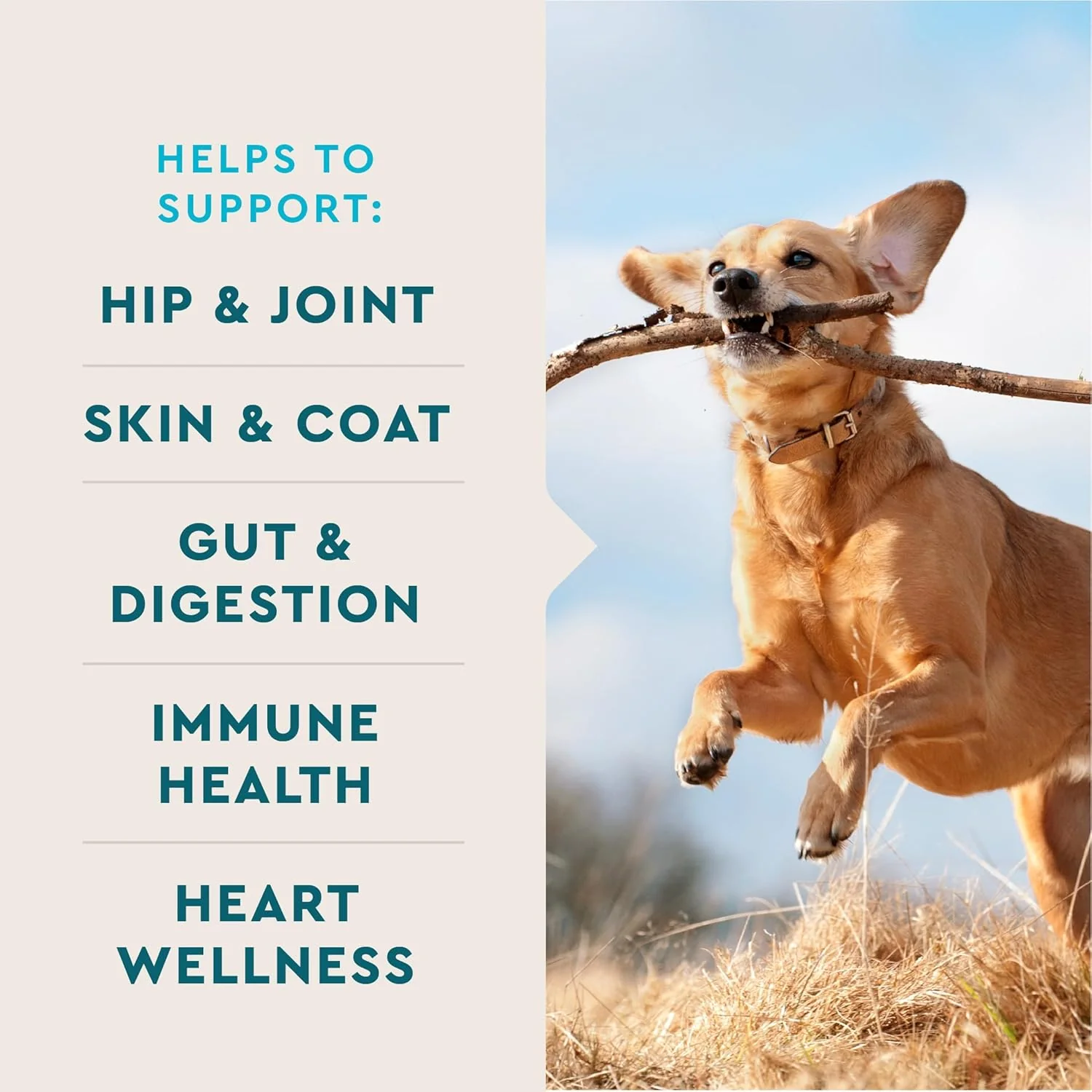 VetIQ 8-in-One Multifunctional Supplement for Dogs, Supports Hip & Joint, Urinary Tract, Immune System, Skin Health and Heart Health, Soft Chews, Made in the USA, 60 Count - Image 3