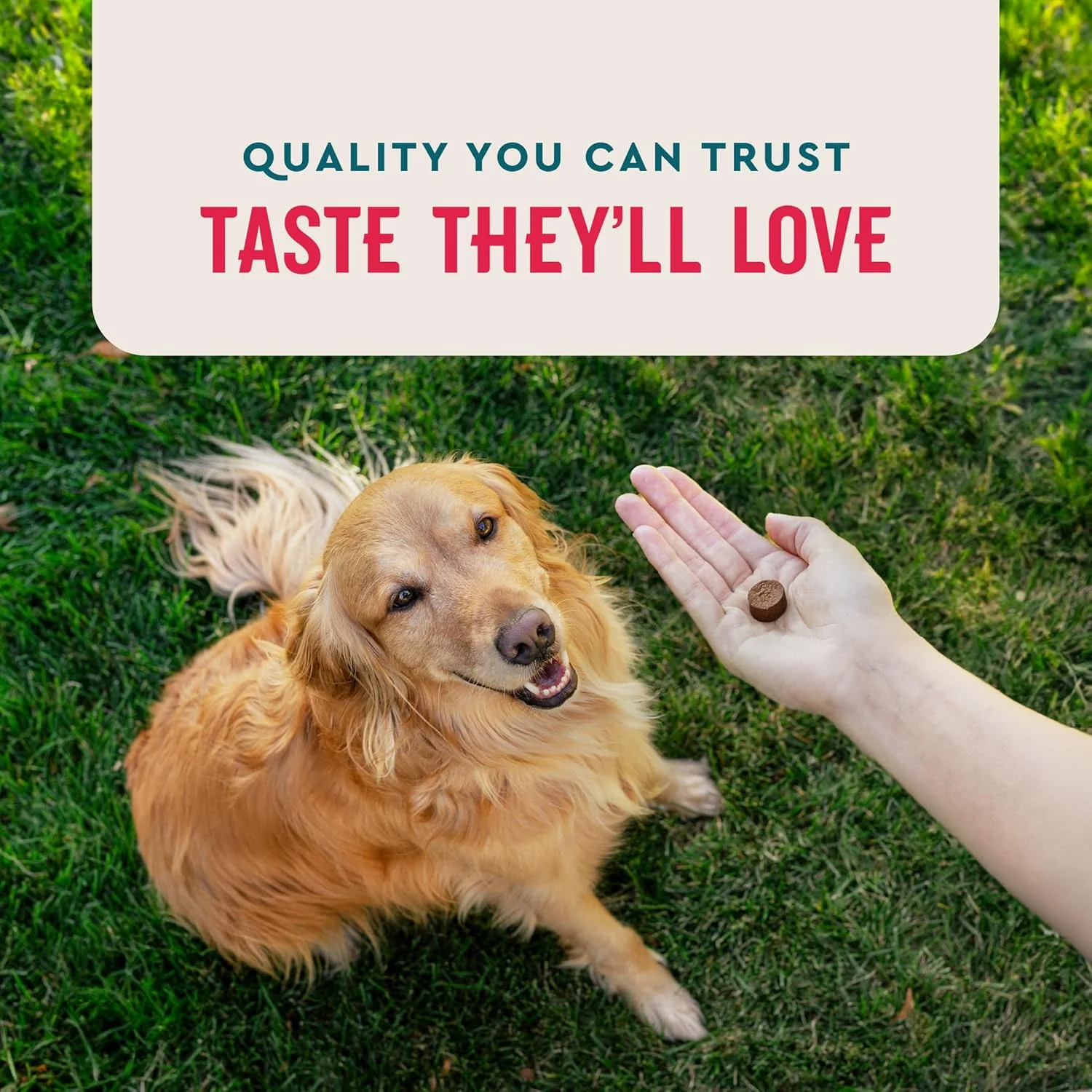 VetIQ 8-in-One Multifunctional Supplement for Dogs, Supports Hip & Joint, Urinary Tract, Immune System, Skin Health and Heart Health, Soft Chews, Made in the USA, 60 Count - Image 6