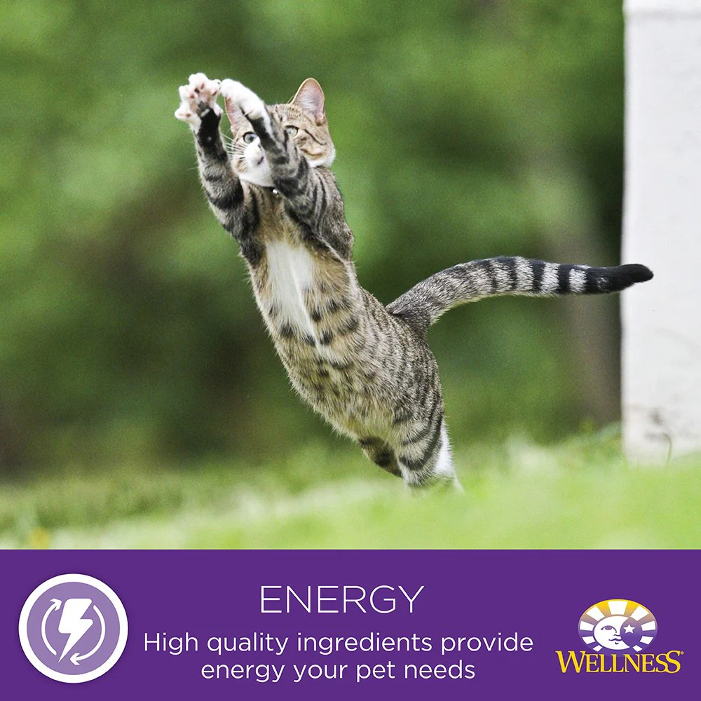 Wellness Complete Health Grain Free Turkey & Salmon Natural Wet Canned Cat Food - Image 8