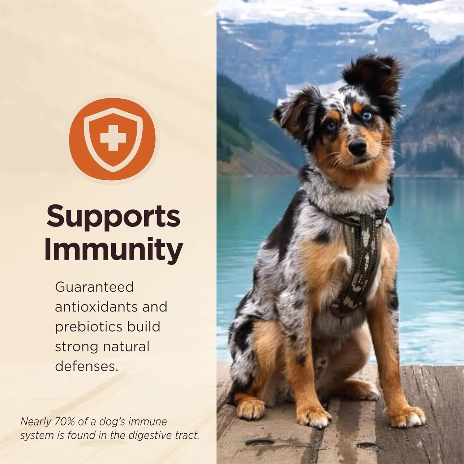 Wellness CORE Digestive Health Lamb Grain Free Wet Dog Food - Image 4