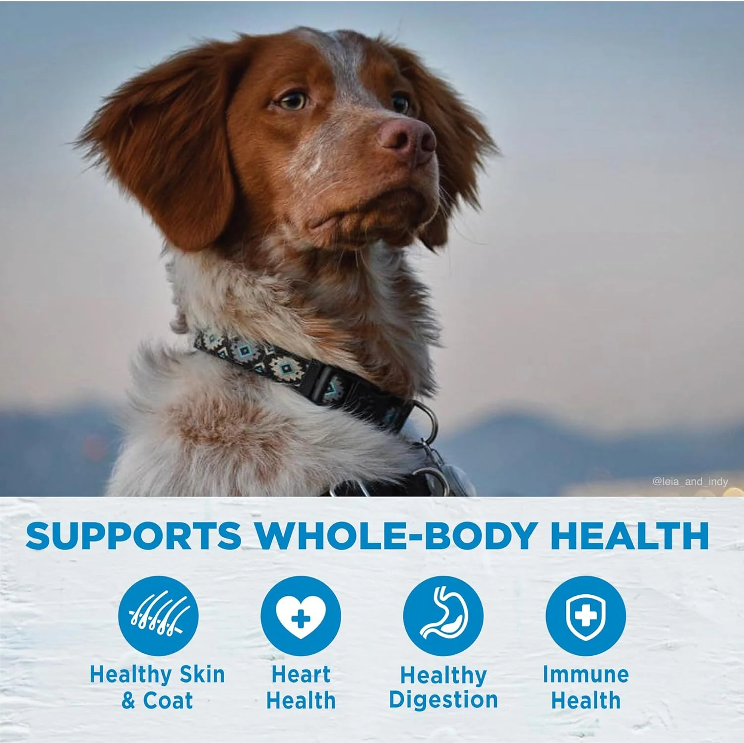 Wellness Simple Natural Limited-Ingredient Grain-Free Dry Dog Food, Easy to Digest for Sensitive Stomachs, Supports Skin & Coat (Turkey and Potato) - Image 4