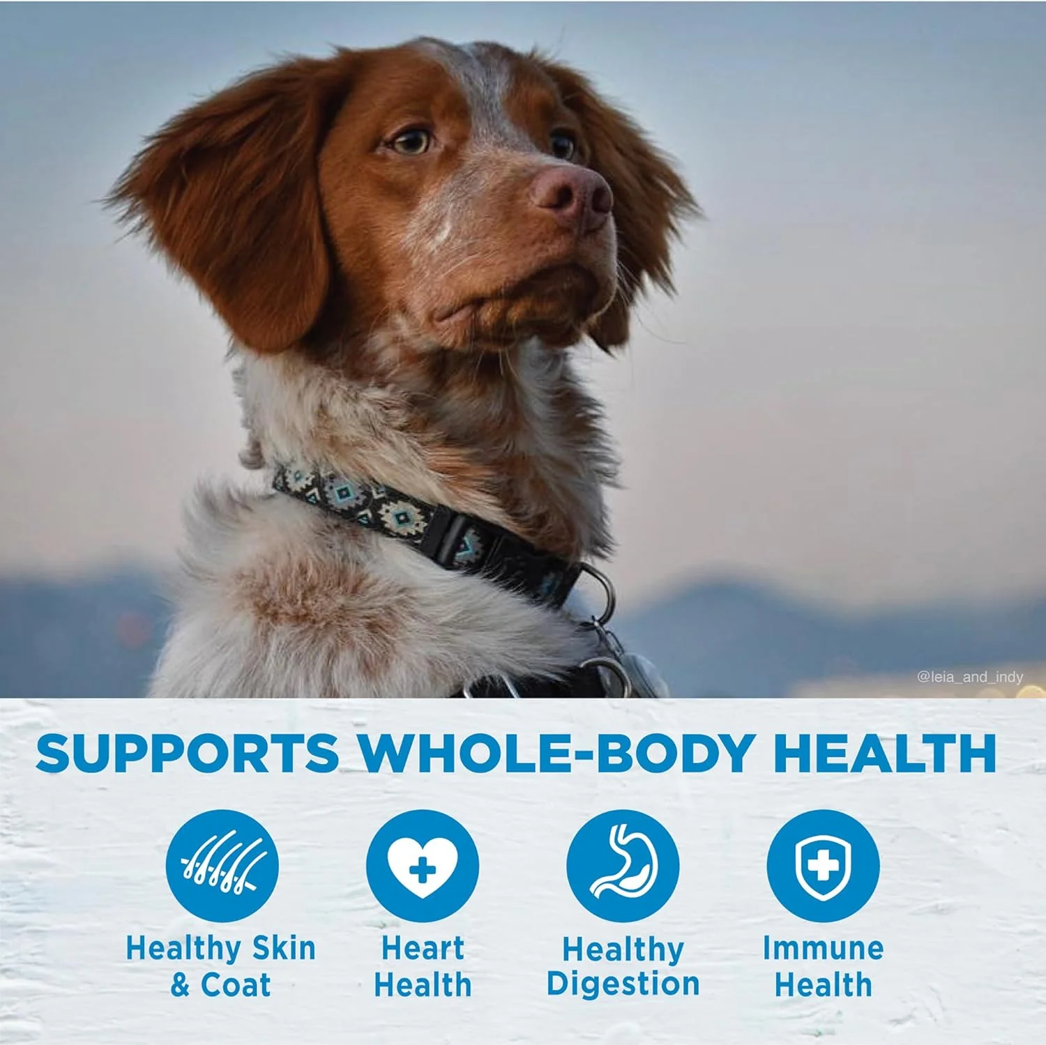 Wellness Simple Natural Limited-Ingredient Grain-Free Dry Dog Food, Easy to Digest for Sensitive Stomachs, Supports Skin & Coat (Lamb and Oatmeal) - Image 3