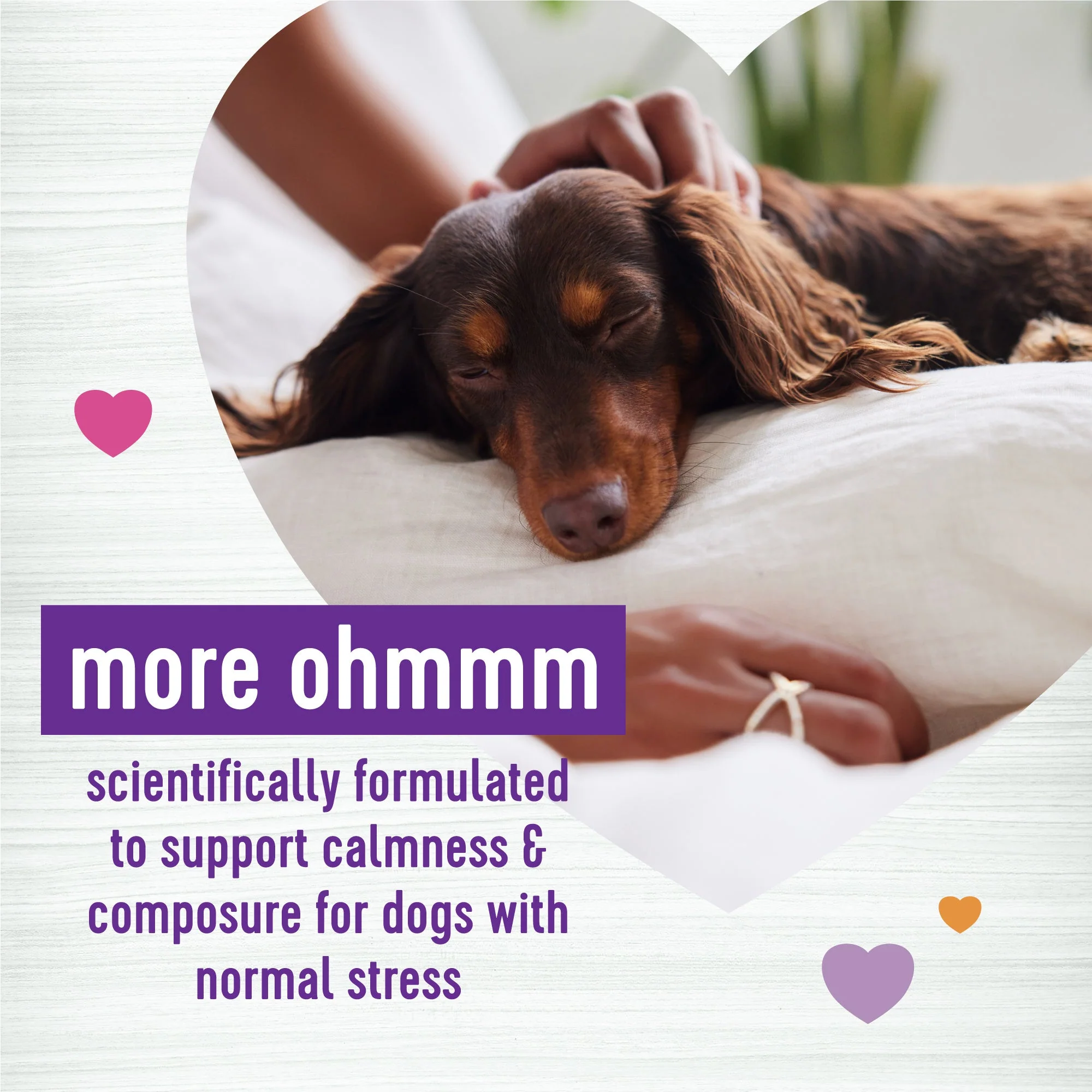 Wellness Tasty Cheese Flavored Soft Chews Calming Supplements for Dogs - Image 2