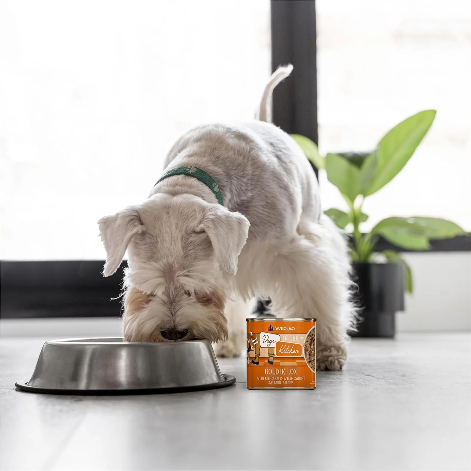 Weruva Dogs in The Kitchen, Goldie Lox with Chicken & Wild-Caught Salmon Au Jus Dog Food (Pack of 12) - Image 10