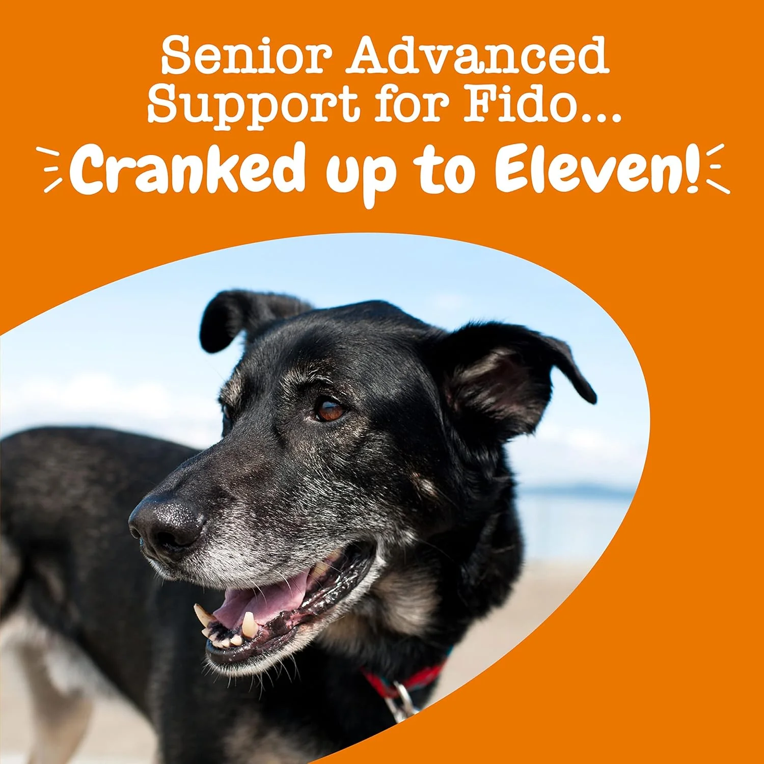 Zesty Paws Senior Dog Multivitamin Treats - Glucosamine for Dogs + Digestive Enzymes & Probiotics - Grain Free Dog Vitamins and Supplements for Skin & Coat + Immune Health Chicken - Advanced - 90ct - Image 7