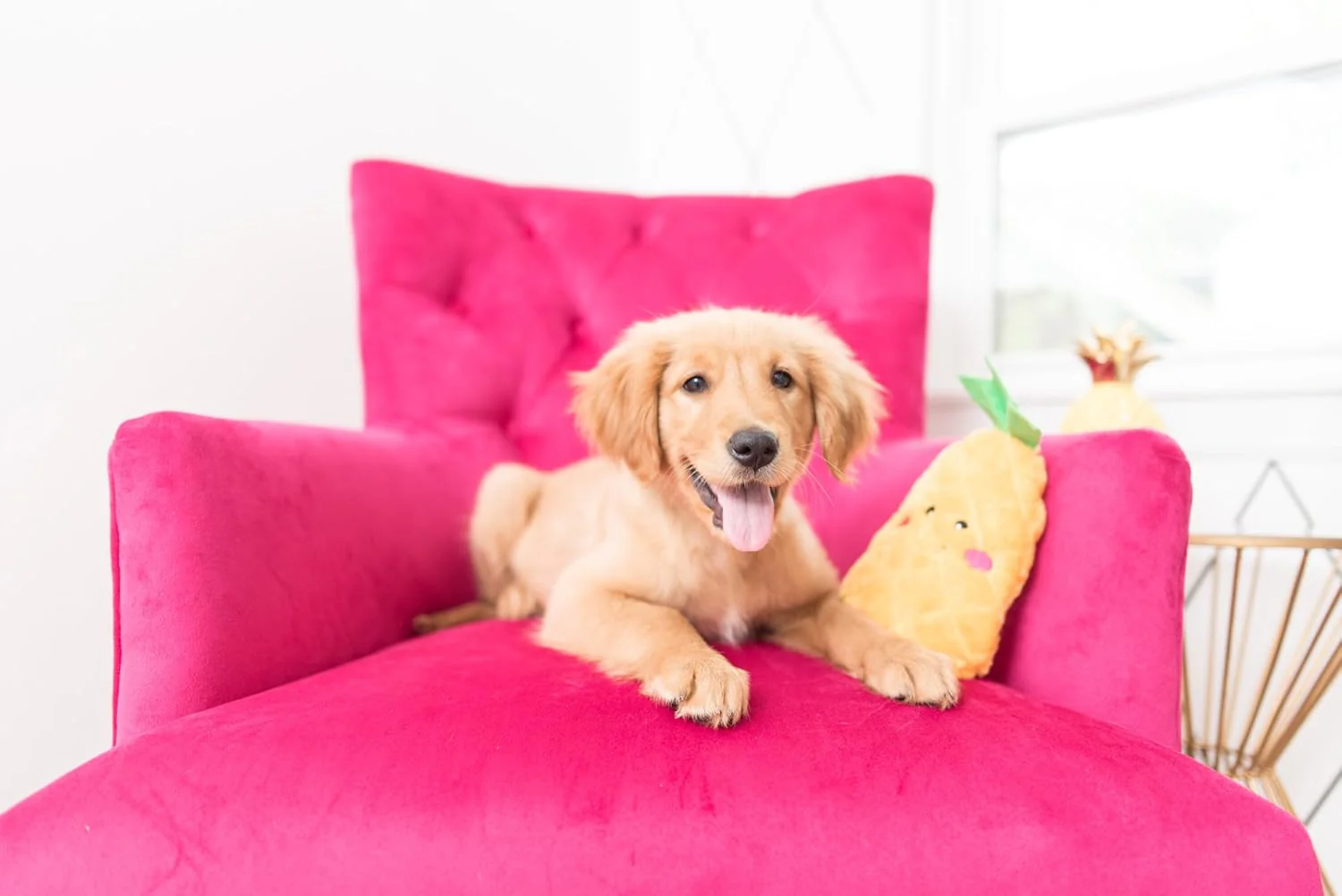 ZippyPaws NomNomz Plush Pineapple Dog Toy - Image 3